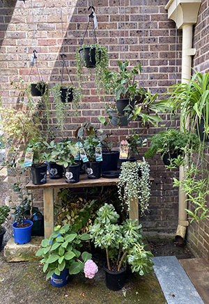 Inddor and Outdoor Plants