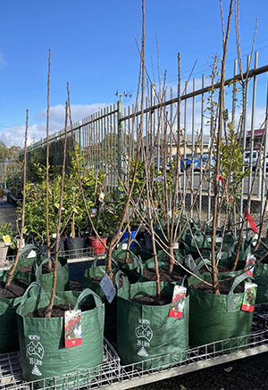 Fruit Trees